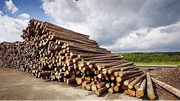 「木材百科」 科普：树木组成和树干的构造