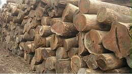 原木行业发展前景及现状分析