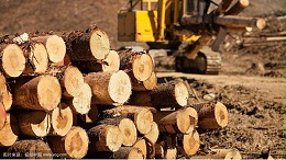 疫情时代下我国木材行业如何发展？