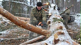 俄乌冲突或引发欧洲木材大涨价