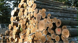 俄罗斯扩大木材出口限制，国内进口木材形势严峻