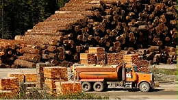 2022年俄罗斯进口木材部分提高税率