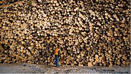 2022年北美建筑市场将会如何影响木材价格走势？