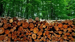 一周市场：木材价格继续上涨（11.1-11.6）