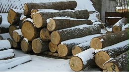 乌克兰或将于年底允许木材出口