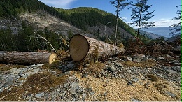 木材短缺，新西兰可能限制向中国出口木材额度