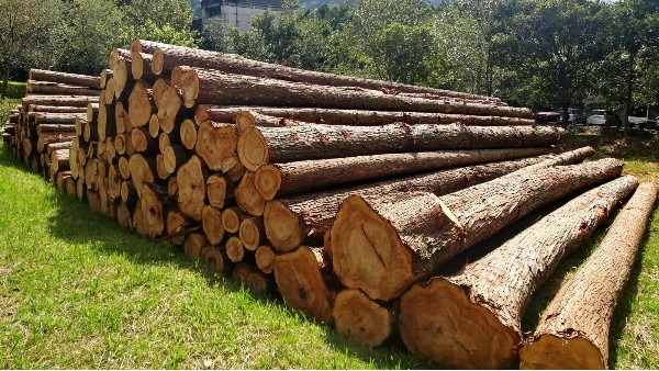 中国木材