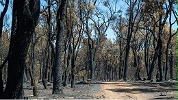 澳大利亚终止西部原生森林采伐