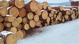 美国楼市降温又一信号：木材价格较月初大幅下跌22%