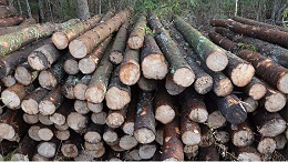 广西木材加工产业信息