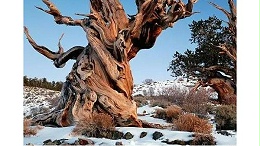 最大树龄超8万年！地球上十大最老树王盘点