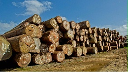 木业现状及未来发展趋势