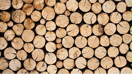 影响木材干燥质量：木材渗透性