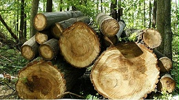 如何最大化利用木材资源，提高木材出材率