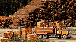 木材市场发生了什么？为何这个国家的木材价格在下跌！