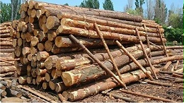 国际木材市场不太平，攻守转换靠得是供需的较量