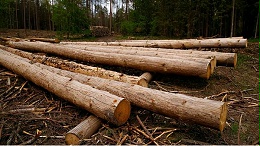 木制品需求回暖，经济复苏迎来全新的木材商机
