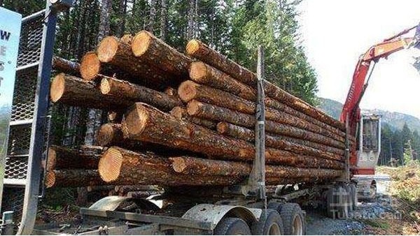 美国木材