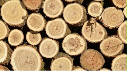 缅甸计划网上拍卖上万吨木材