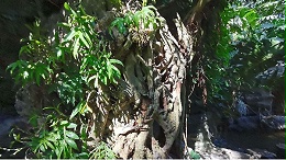 铁杉与柏树，两大长寿树种